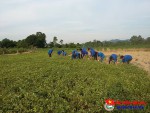 Đoàn xã Cẩm Dương, Cẩm Mỹ ra quân giúp nhân dân thu hoạch mùa Lạc 2015.