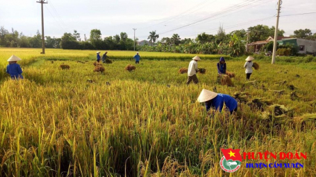 Đoàn xã Cẩm Vịnh tổ chức ra quân giúp nhân dân thu hoạch lúa vụ Hè Thu năm 2017